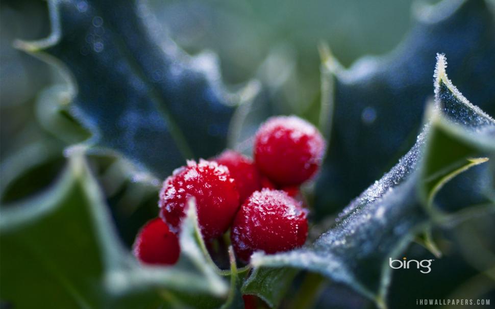 Frosted Holly Berries wallpaper,berries HD wallpaper,holly HD wallpaper,frosted HD wallpaper,1920x1200 wallpaper