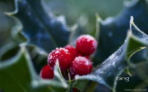 Frosted Holly Berries wallpaper thumb