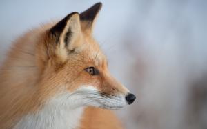 Animal close-up, fox, head, face, bokeh wallpaper thumb