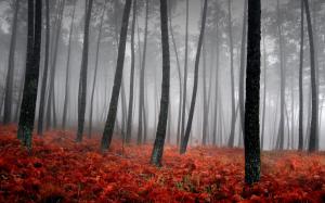 Foggy Autumn Forest  Amazing High Resolution Photos wallpaper thumb