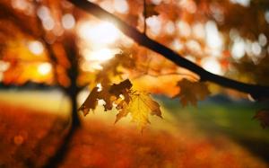 Leaves Autumn Macro Sunlight Bokeh HD wallpaper thumb