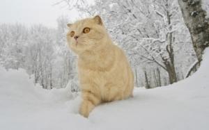 Red cat, winter, snow wallpaper thumb