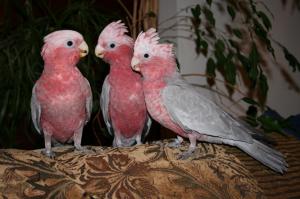 Pink Grey Cockatoos wallpaper thumb
