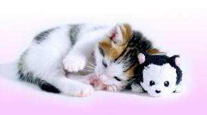Cat, kitty, toy wallpaper thumb