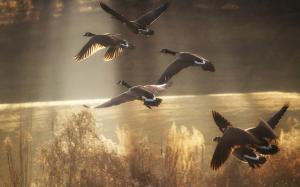 Wild ducks fly to sky wallpaper thumb