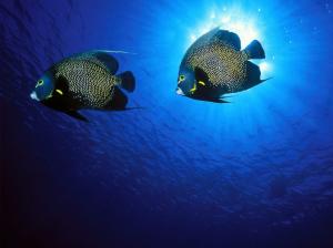Animals Fishes Underwater Ocean Sea Sealife Color Face Sunlight Brught Tropical Swim For Android wallpaper thumb