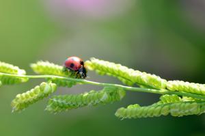 Ladybug, blade of grass wallpaper thumb