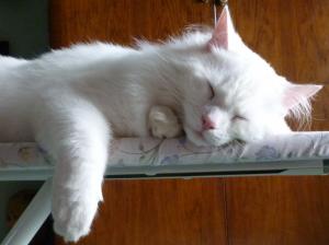 Turkish Angora Cat Sleeping on the Ironing Board wallpaper thumb