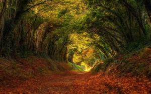 Landscape, Nature, Trees, Leaves, Shrubs, Tunnel wallpaper thumb