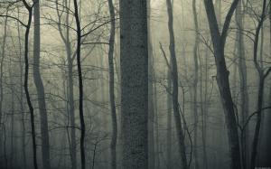 Nature Trees Forests Woods Trunk Haze Fog Mist Dark Bark Spooky Creepy Autumn Fall Seasons Image Download wallpaper thumb