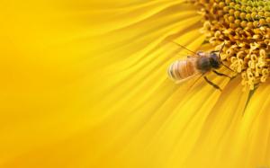 Bee on Sunflower wallpaper thumb