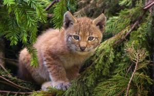 Cute lynx, forest, cat wallpaper thumb