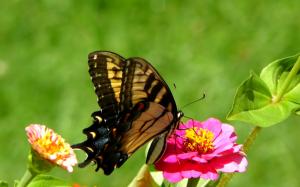 butterfly (wds) butterflies wds widescreen HD wallpaper thumb