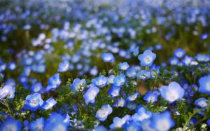 Blue flowers, bokeh wallpaper thumb