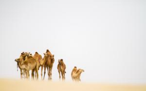 Camels in the Desert wallpaper thumb