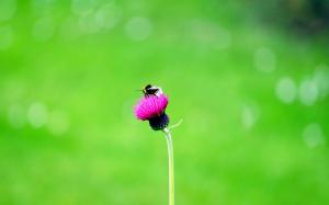 Bee and Flower wallpaper thumb