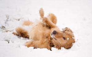 Dog Playing in the Snow wallpaper thumb