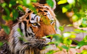 Animal close-up, tiger, big cat, plants wallpaper thumb