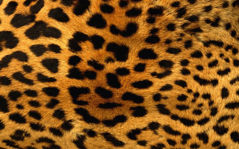 Leopard, Animals, Yellow Fur, Abstract, Photography, Depth Of Field wallpaper,tiger HD wallpaper,animals HD wallpaper,yellow fur HD wallpaper,abstract HD wallpaper,photography HD wallpaper,depth of field HD wallpaper,1920x1200 wallpaper