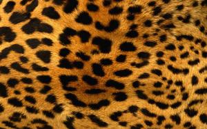 Leopard, Animals, Yellow Fur, Abstract, Photography, Depth Of Field wallpaper thumb