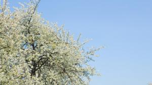 Blossoming tree wallpaper thumb