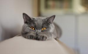 Sleepy gray cat wallpaper thumb