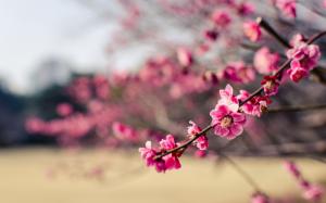 Japan, park, pink flowers plum wallpaper thumb