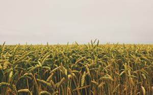 agriculture, fields, cornfield, land, farmland, crops wallpaper thumb