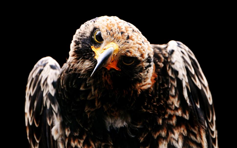 Black Owl wallpaper,wild HD wallpaper,photo HD wallpaper,animals HD wallpaper,2560x1600 wallpaper