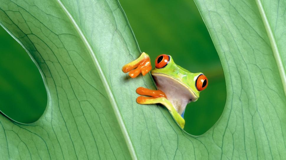 Red-Eyed Tree Frog, Green, Frogs, Animals, Amphibians, Leaves wallpaper,red-eyed tree frog HD wallpaper,green HD wallpaper,frogs HD wallpaper,animals HD wallpaper,amphibians HD wallpaper,leaves HD wallpaper,1920x1080 wallpaper