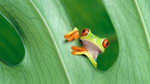 Red-Eyed Tree Frog, Green, Frogs, Animals, Amphibians, Leaves wallpaper thumb