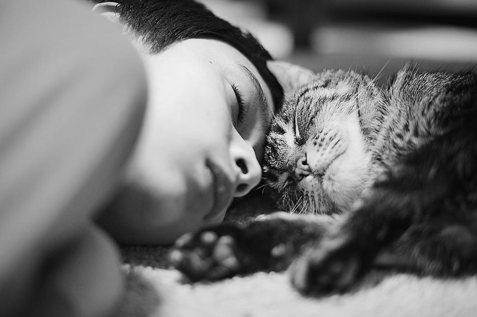 Boy and cat wallpaper,paws HD wallpaper,lovely HD wallpaper,cats HD wallpaper,kitten HD wallpaper,face HD wallpaper,beautiful HD wallpaper,cute HD wallpaper,sleepy HD wallpaper,animals HD wallpaper,kitty HD wallpaper,cat-face HD wallpaper,sleeping HD wallpaper,sweet HD wallpaper,2048x1363 wallpaper