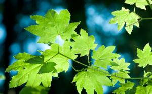 Fresh green leaves of a maple tree close-up wallpaper thumb