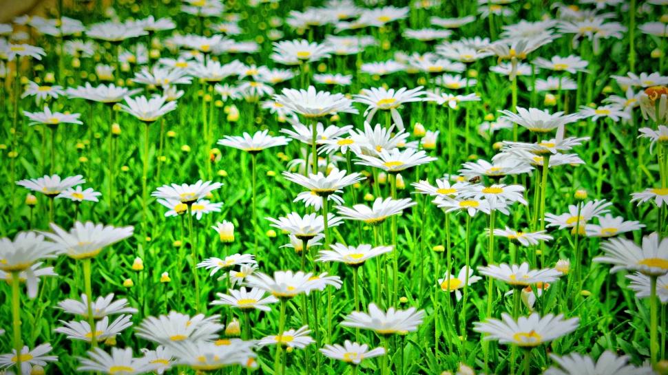 White flowers, daisies, green wallpaper,White HD wallpaper,Flowers HD wallpaper,Daisies HD wallpaper,Green HD wallpaper,1920x1080 wallpaper