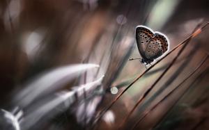 Butterfly close-up, grass, bokeh wallpaper thumb