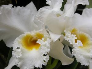 white orchids flowers nature Orchids HD wallpaper thumb
