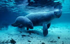 West Indian manatees in the Crystal River wallpaper thumb