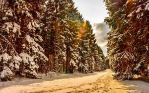 Winter, snow, trees, forest, trails wallpaper thumb