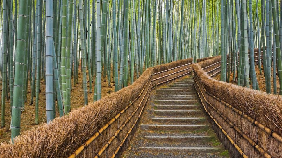 Bamboo Lined Path In Japan wallpaper,lines HD wallpaper,forest HD wallpaper,bamboo HD wallpaper,path HD wallpaper,nature & landscapes HD wallpaper,1920x1080 wallpaper