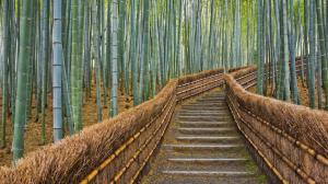 Bamboo Lined Path In Japan wallpaper thumb