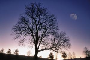 Winter Tree Silhouetted Against Twilight Sky With Nearly Full Moon Jefferson County Kentucky wallpaper thumb