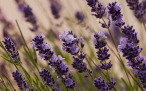 Purple flowers, lavender macro wallpaper thumb
