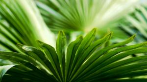 Green Plant Leaf Leaves Macro HD wallpaper thumb