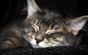 Cute Cat Sleeping wallpaper thumb