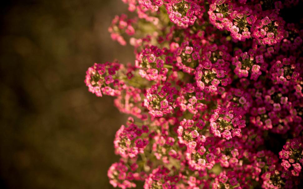 Pink little flowers, summer wallpaper,Pink HD wallpaper,Little HD wallpaper,Flowers HD wallpaper,Summer HD wallpaper,1920x1200 wallpaper