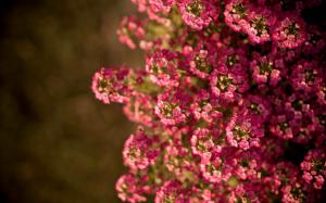 Pink little flowers, summer wallpaper thumb