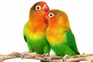 Love Birds s Free Background Desktop Images wallpaper thumb