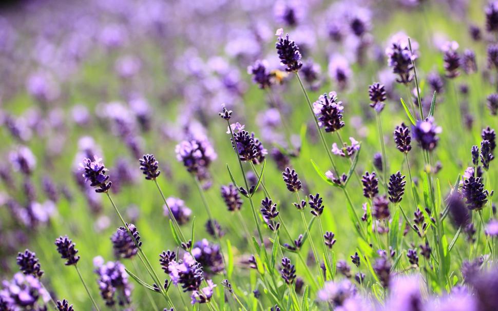 Lilac lavender field wallpaper,flower HD wallpaper,nature HD wallpaper,lilac HD wallpaper,lavender HD wallpaper,field HD wallpaper,2560x1600 wallpaper
