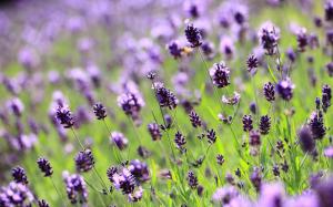 Lilac lavender field wallpaper thumb