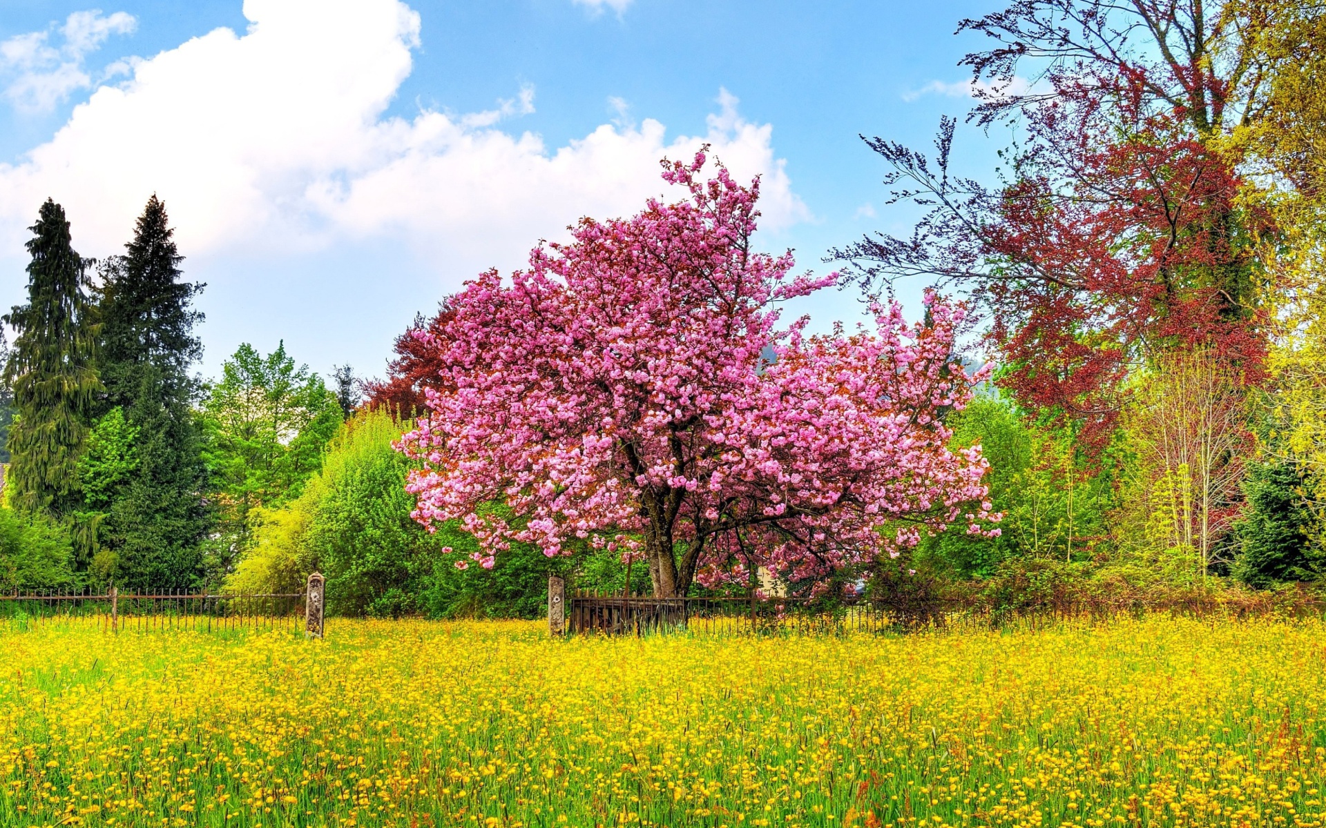 Flowering Cherry Tree Nature Spring Field Blooming Season